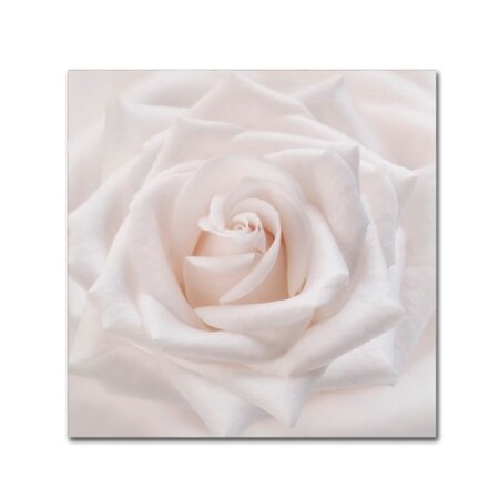 Trademark Fine Art Cora Niele 'Soft White Rose' Canvas Art, 18x18 ALI1785-C1818GG